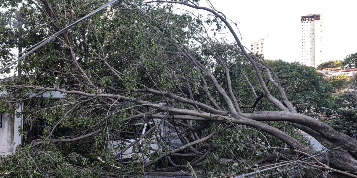 defesa-civil-de-sp-recebe-514-chamados-por-quedas-de-arvores