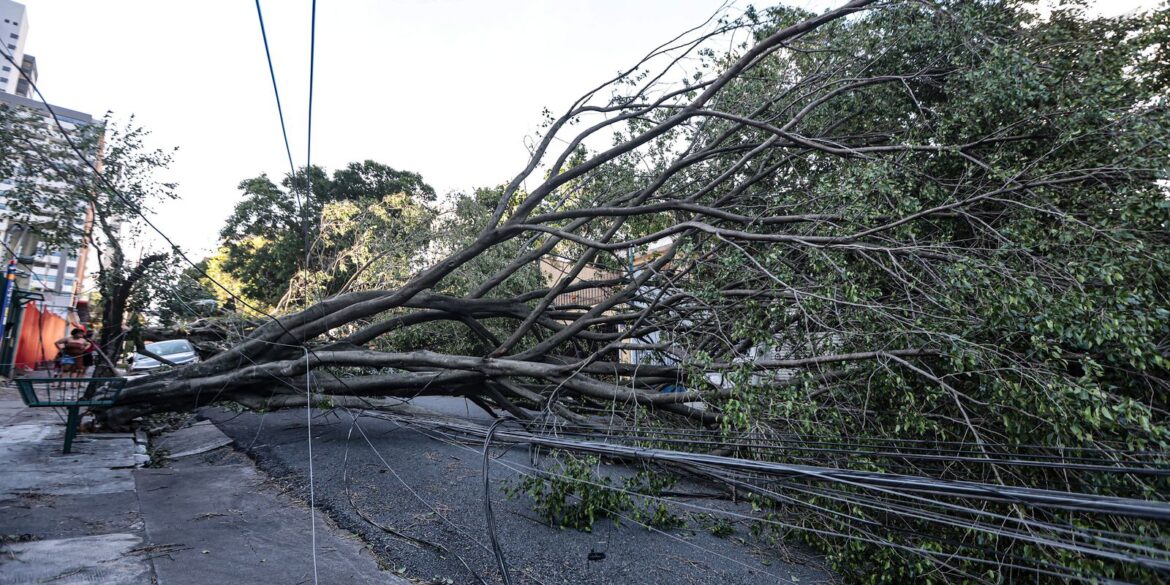 queda-de-arvore-provoca-morte-em-guarulhos,-diz-defesa-civil